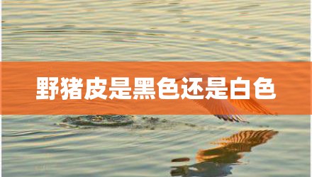 野猪皮是黑色还是白色