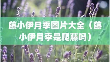 藤小伊月季图片大全(藤小伊月季是爬藤吗)