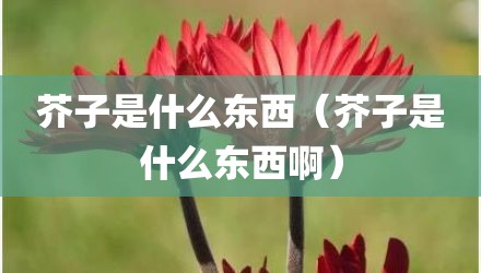 芥子是什么东西（芥子是什么东西啊）