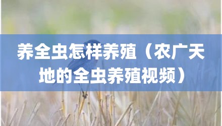 养全虫怎样养殖(农广天地的全虫养殖视频)