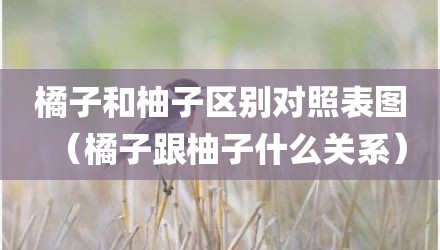 橘子和柚子区别对照表图(橘子跟柚子什么关系)