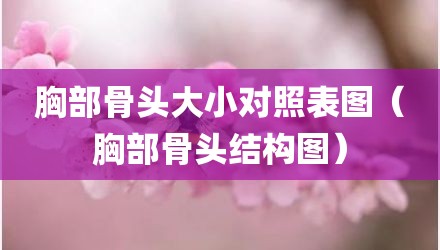 胸部骨头大小对照表图（胸部骨头结构图）