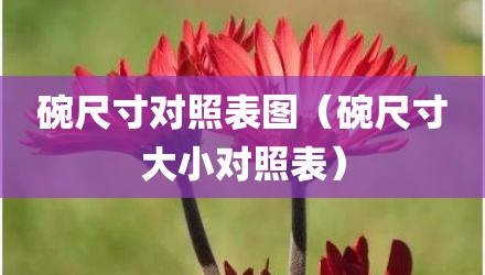 碗尺寸对照表图(碗尺寸大小对照表)