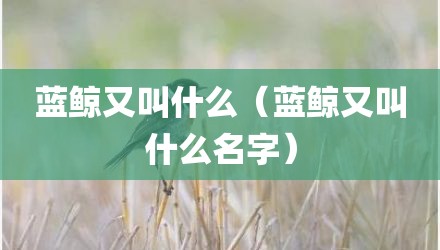 蓝鲸又叫什么（蓝鲸又叫什么名字）