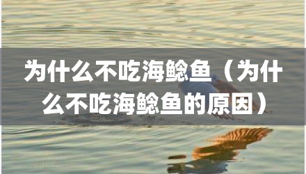 为什么不吃海鲶鱼(为什么不吃海鲶鱼的原因)