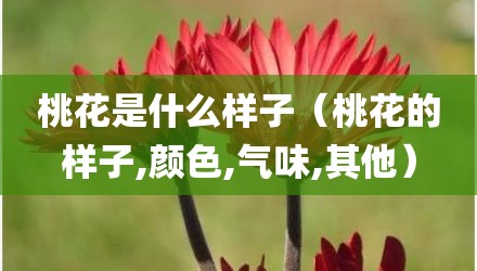 桃花是什么样子（桃花的样子,颜色,气味,其他）