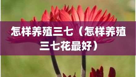 怎样养殖三七（怎样养殖三七花最好）