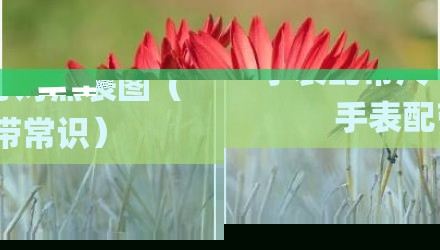 手表配带尺寸对照表图(手表配带常识)