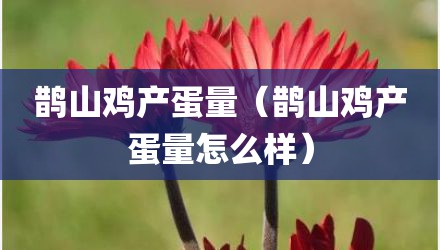鹊山鸡产蛋量（鹊山鸡产蛋量怎么样）