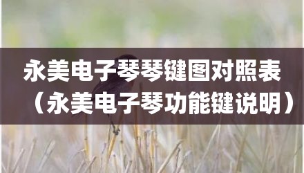 永美电子琴琴键图对照表（永美电子琴功能键说明）