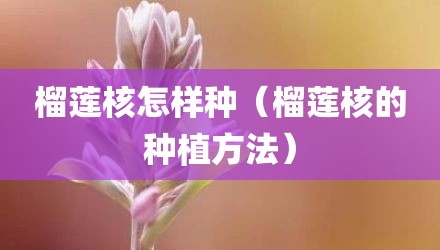 榴莲核怎样种(榴莲核的种植方法)