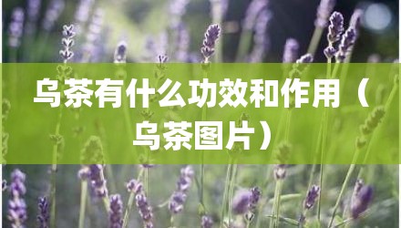 乌茶有什么功效和作用（乌茶图片）