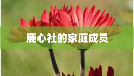 鹿心社的家庭成员