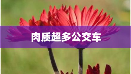 肉质超多公交车