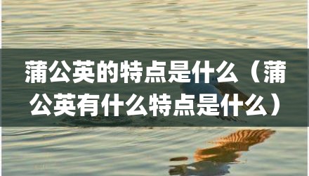 蒲公英的特点是什么（蒲公英有什么特点是什么）