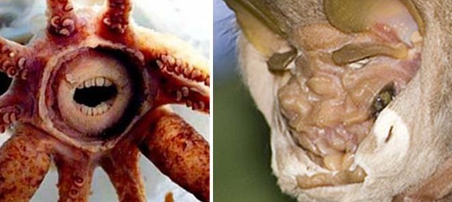 14大恐怖生物(碳十四在动植物体内含量？)