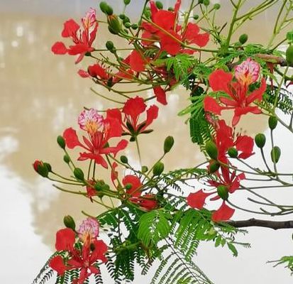 凤凰花图片(凤凰花的花语和寓意？)