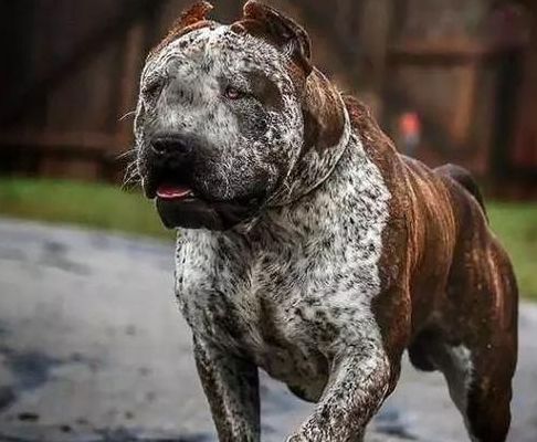 世界十大猛犬(世界公认十大最强犬？)