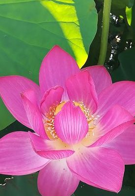 出水芙蓉是什么意思(出水芙蓉什么意思啊？)