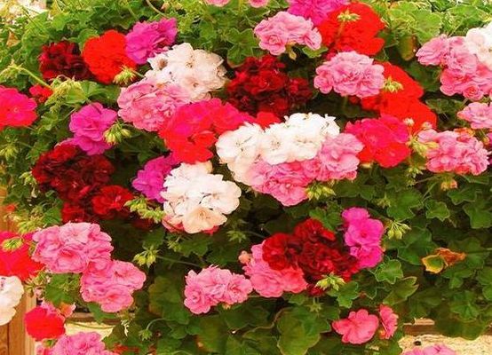 花团锦簇是什么意思(花团锦簇寓意和象征？)