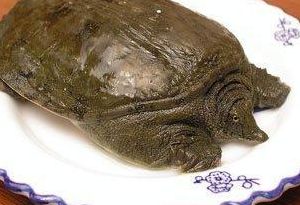 东北人都是活王八(甲鱼在东北能活吗？)