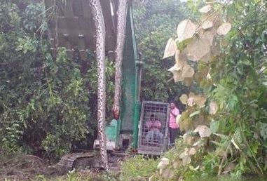 挖出大蛇(秦岭隧道挖出巨蛇是哪一年的事？)