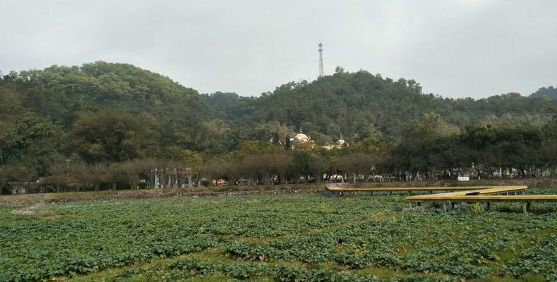 花都王子山(花都王子山公园有公交车直接到达吗？)