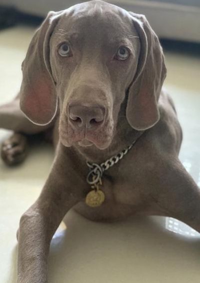 威玛猎犬(威玛猎犬为什么会禁养？)
