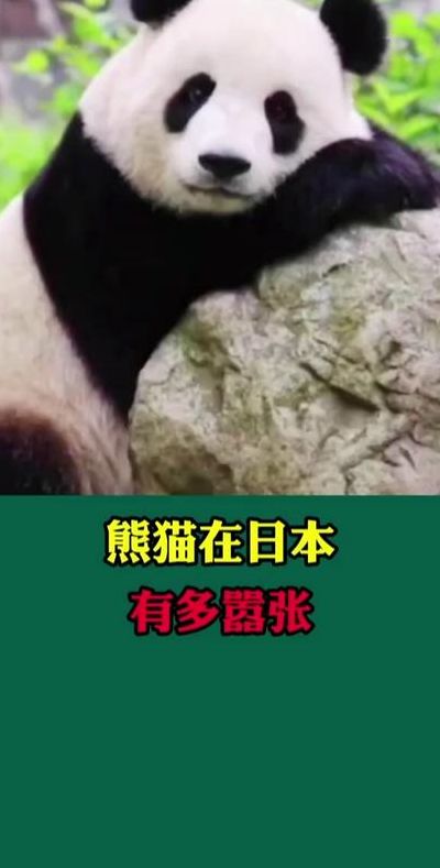熊猫吃翔(赞美熊猫的诗句有哪些？)
