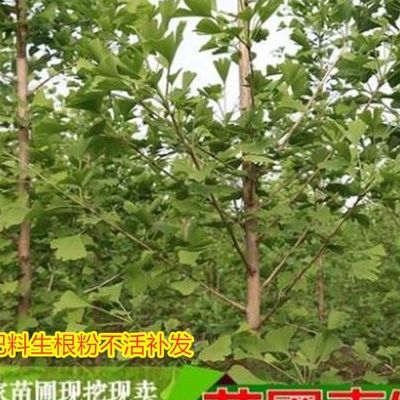 白果树图片(银杏树苗到长成大树要多少年？)