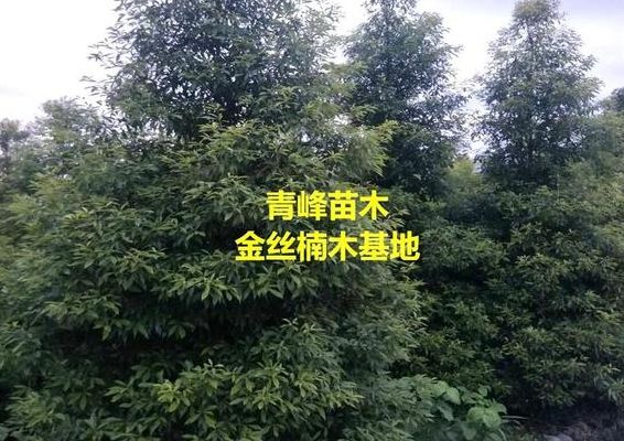金丝楠木产地(金丝楠木产地有哪些地方？)