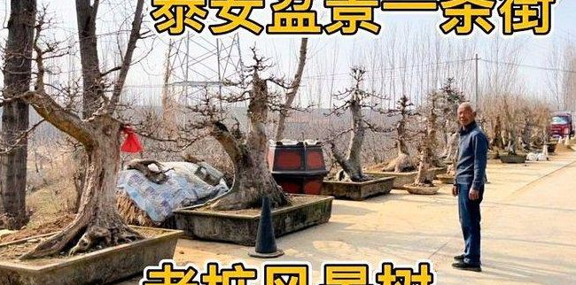 泰安导航(泰安盆景一条街怎么导航？)