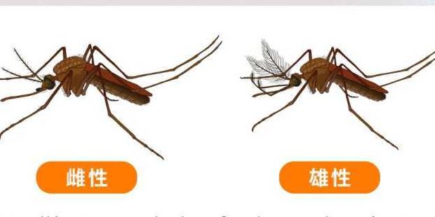 蚊子只吸人血吗(蚊子咬人是公还是母！还是都是！为什么？)