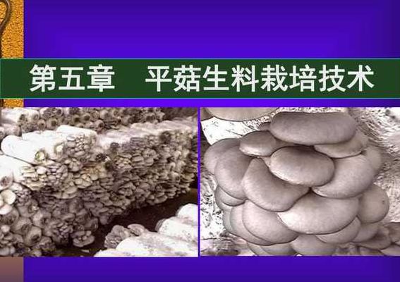平菇生料栽培(平菇生料的栽培技术？)