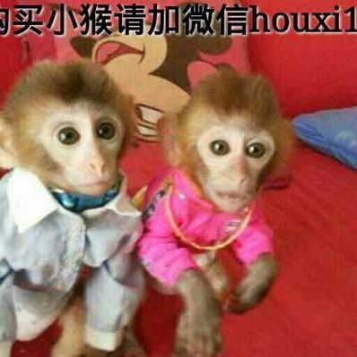 宠物猴多少钱(袖珍石猴大概多少钱一只宠物大概多少钱一只？)