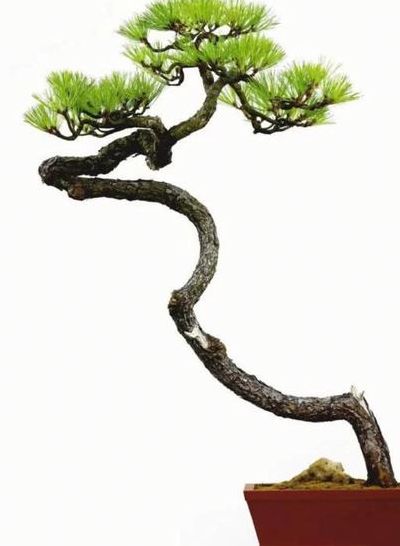 中国盆景(中国盆景第一名？)