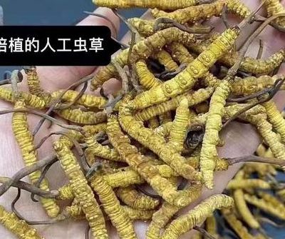 人工养殖冬虫夏草(虫草可以人工种植吗？)