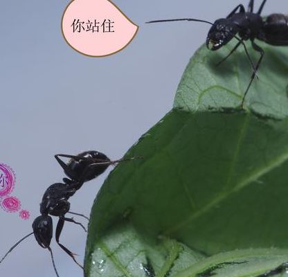 蚂蚁的爱情(蚂蚁与爱情有关的成语有哪些？)