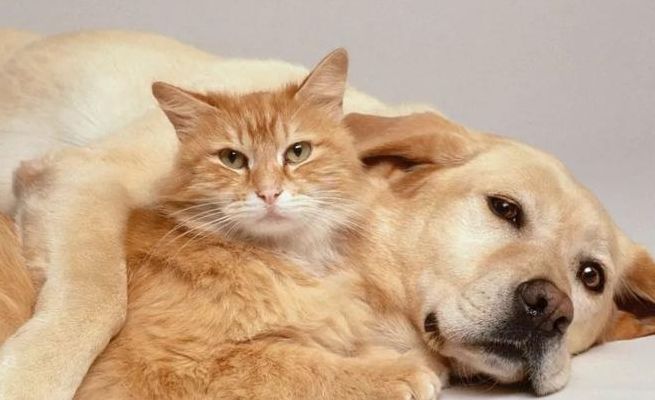 千万不要让猫经常和狗玩(能不能让自家猫和野猫玩？)