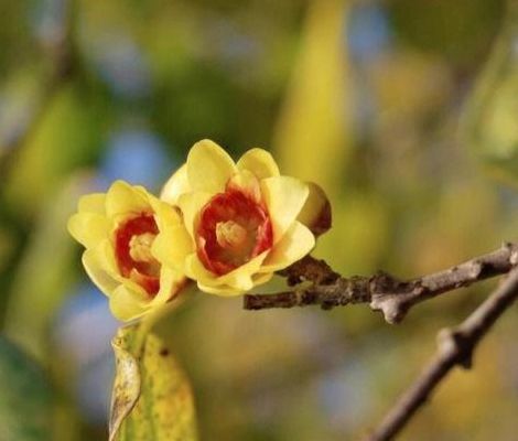 蜡梅花图片(蜡梅花和腊梅花的区别？)