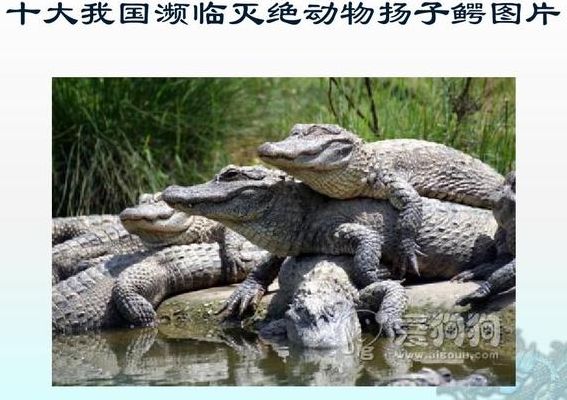 濒危动物有哪些(濒临灭绝的十大物种？)