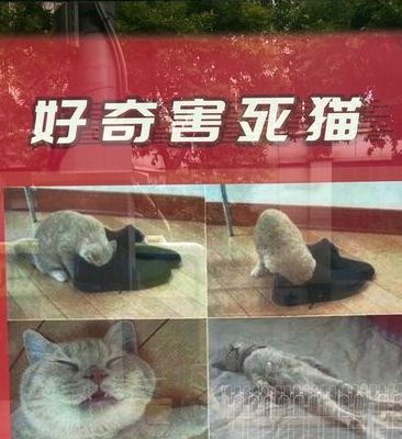 好奇害死猫结局(好奇真能害死猫吗？)