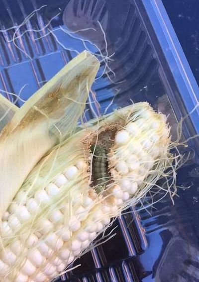 玉米男孩抠虫子图片(干玉米粒里面的虫子叫什么？)