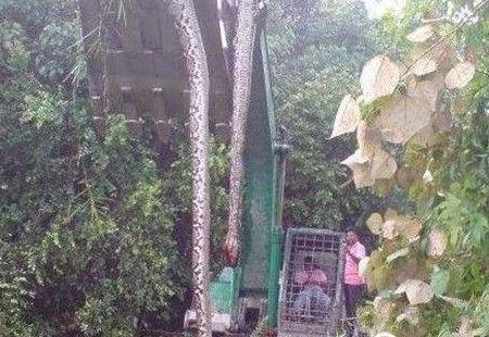 安徽巨蟒渡劫事件(安徽巨蟒渡劫事件是真的吗？)