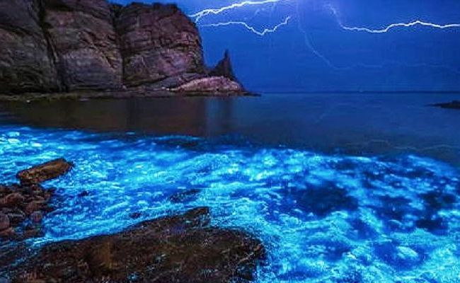 荧光海滩(青岛荧光海滩为什么会发光？)