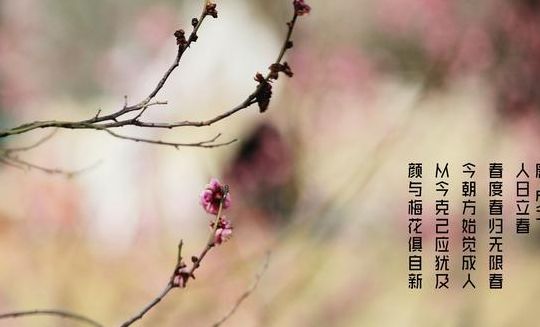 今日春分 燕归花开(立春梅花分外艳的下一句是什么？)