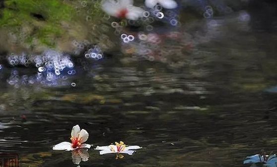 落花流水共添悲(与落花流水有关的诗句？)