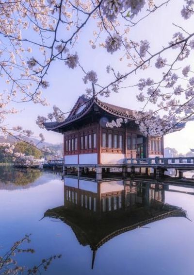 樱花七日(杭州曲院风荷樱花开了吗？)