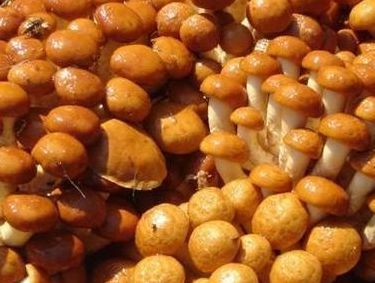 滑子菇栽培(滑子菇怎么种植？)