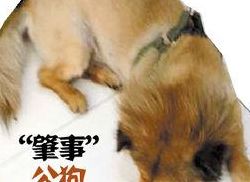 与狗狗做了四个小时都没事(母狗在发情四天的时候被同窝的公狗狗给配上了怎么办？)